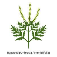 ambrósia ambrosia artemisiifolia. plantar alérgeno. sazonal alergia para floração. vetor