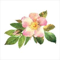 aguarela botânico ilustração, Rosa cachorro rosa flores, Rosa Mosqueta arranjo grampo arte. vetor