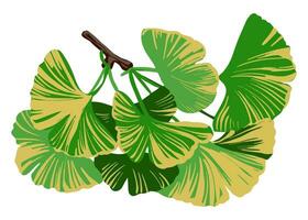 ginkgo biloba folhas vetor cor ilustração