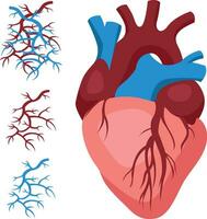 a humano cardiovascular sistema para estude dentro médico instituições para cirurgiões e de outros cardiologia médicos isolado em branco fundo vetor