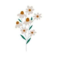 mão desenhada flores de camomila. ilustração plana em design moderno. vetor