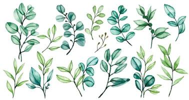 aguarela desenho, conjunto do transparente eucalipto folhas, buquês do tropical verde folhas em uma branco fundo vetor