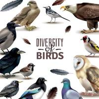 ilustração vetorial de composição de quadro de diversidade de pássaros vetor