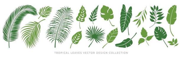 conjunto de vetores de folhas tropicais. folha de palmeira, folha de coco, folhas de bananeira, monstera, samambaia, design de folhas botânicas e da selva para o fundo da natureza, banner ecológico e de verão, papel de parede, padrão e impressões.