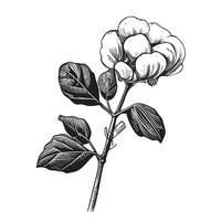 algodão flor isolado em branco fundo mão desenhado esboço ilustração vetor