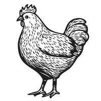 frango galinha em pé esboço mão desenhado dentro rabisco estilo ilustração vetor