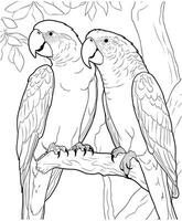 papagaios árvore coloração Páginas vetor ilustração