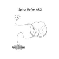 vetor espinhal reflexo arg vetor ilustração