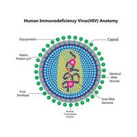 hiv vírus estrutura. viral infecção HIV, AIDS. sexualmente transmitido doenças. infográficos. vetor ilustração em isolado fundo.