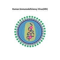 hiv vírus estrutura. viral infecção HIV, AIDS. sexualmente transmitido doenças. infográficos. vetor ilustração em isolado fundo.