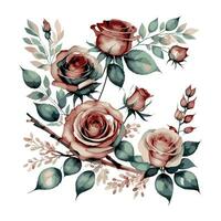 conjunto aguarela elementos Rosa rosas coleção jardim flores folhas galhos. botânico ilustração Casamento floral Projeto vetor
