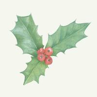 tradicional vetor Natal plantas pintado dentro aquarela. azevinho. brilhante elementos dentro uma botânico estilo para criando uma festivo decoração - cartões, convites, padrões e embalagem.