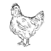 ameraucana frango ou galinha lado Visão desenhando vetor