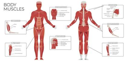 músculo anatomia plano infográficos vetor