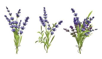 lavanda floral composições vetor