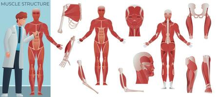 músculo anatomia plano conjunto vetor