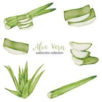 aloe vera ervas vegetais em aquarela coleção plana vetor