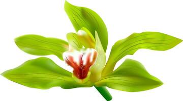 verde orquídea flor vetor em branco fundo. solteiro orquídea. 3d realista vetor orquídea ilustração.