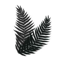 vetor botânico ilustração do samambaia e monstera folha isolado esboço desenhando do tropical plantar