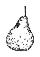 esboço clipart do pera fruta. rabisco do outono jardim colheita. mão desenhado vetor ilustração isolado em branco fundo.