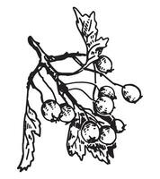 esboço clipart do Rowan galho. rabisco do outono colheita. mão desenhado vetor ilustração isolado em branco fundo.