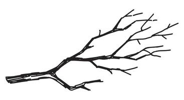 esboço clipart do nu ramo. rabisco do árvore sem folhas. mão desenhado vetor ilustração isolado em branco fundo.