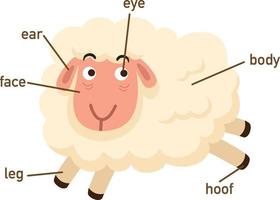 ilustração da parte do vocabulário de ovelhas do corpo. vetor