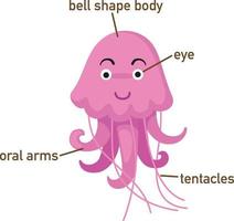ilustração da parte do vocabulário da água-viva do corpo. vetor