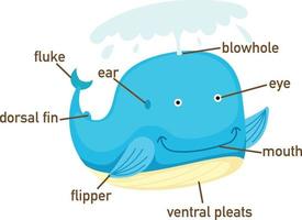 ilustração da parte do vocabulário de baleia do corpo. vetor