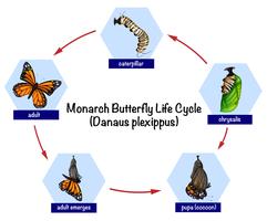 Ciclo de vida da borboleta monarca vetor