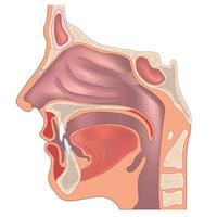 anatomia do nariz e da garganta. estrutura do órgão humano. sinal médico vetor