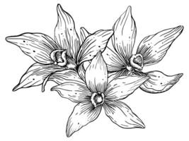 baunilha flores mão desenhado vetor floral ilustração do orquídeas em branco isolado fundo. Comida ingrediente para aroma terapia. ervas especiarias para Comida rótulo. linha arte desenhando para essencial óleo.