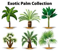 Diferentes tipos de palmeiras exóticas vetor