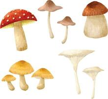 realista cogumelos ilustrações coleções. realista cogumelos plantas. clipart cogumelos. vetor