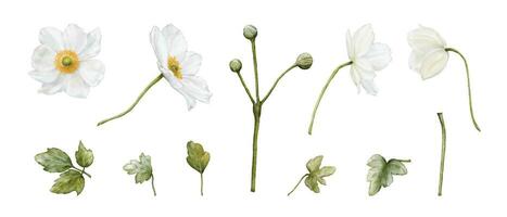 conjunto do anêmona flor Flor e folha aguarela elementos vetor