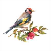 aguarela ilustração Pintassilgo pássaro com Escovar cachorro rosa, isolar em branco fundo. vetor