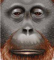 Um orangotango vetor