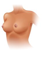 Anatomia do peito feminino em fundo branco