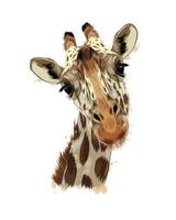 retrato da cabeça da girafa de um toque de aquarela, desenho colorido, realista. ilustração vetorial de tintas