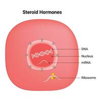 esteroide hormônios Ciência Projeto vetor ilustração