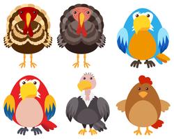 Perus e diferentes tipos de aves vetor
