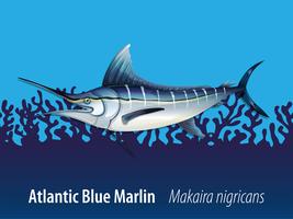 Marlin azul atlântico sob o mar vetor