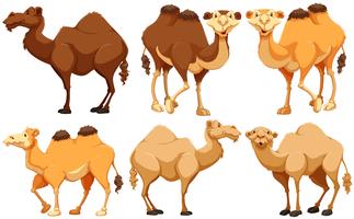 Camelos vetor