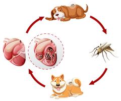 Gráfico de ciclo de vida Heartworm vetor