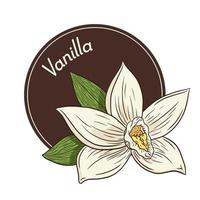 logotipo de flor de baunilha e modelo de emblema em estilo vintage vetor