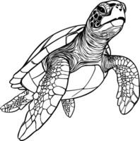 realista tartaruga vetor ilustração 29