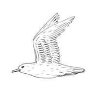 vetor mão desenhado esboço esboço vôo mar gaivota
