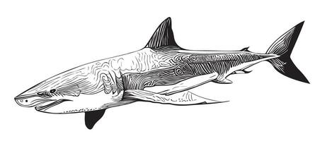 Tubarão mão desenhado esboço dentro rabisco estilo vetor ilustração
