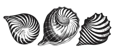 mar Concha conjunto mão desenhado esboço vetor ilustração mar animais