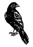 Preto Raven pássaro, em pé corvo. mão desenhado dia das Bruxas vetor ilustração. realista tinta esboço do selvagem animal. clipart para decoração isolado em branco.